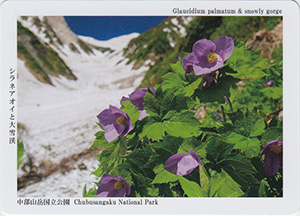 シラネアオイと大雪渓　中部山岳国立公園