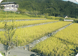 小川棚田