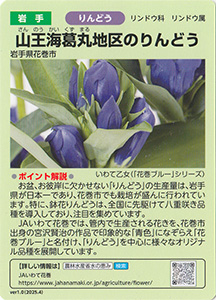岩手　山王海葛丸地区のりんどう　Ver.1.0