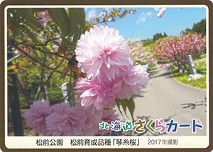 松前町・松前公園　松前育成品種「琴糸桜」　北海道さくらカード