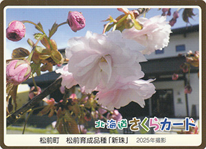 松前町・松前育成品種「新珠」　北海道さくらカード