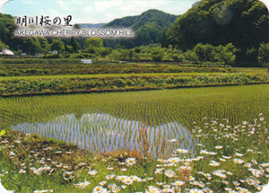明川桜の里