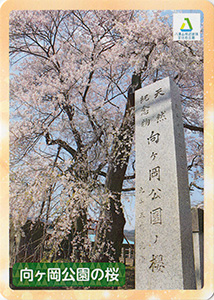 向ヶ岡公園の桜　八溝文化財カード