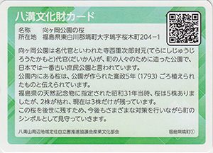向ヶ岡公園の桜　八溝文化財カード
