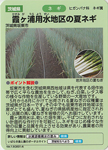 茨城　霞ヶ浦用水地区の夏ネギ　Ver.1.0