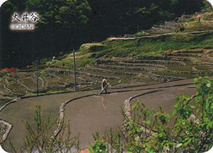 大井谷(棚田百選)