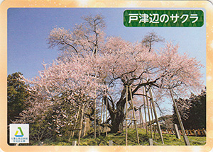 戸津辺のサクラ　八溝文化財カード