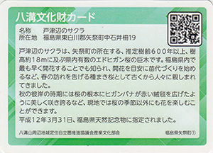 戸津辺のサクラ　八溝文化財カード
