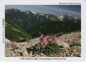 裏銀座のコマクサと立山　中部山岳国立公園