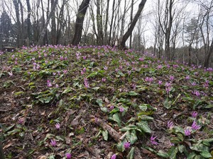 平栗　カタクリ群生地