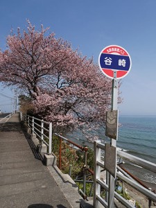 谷崎の桜