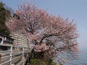 谷崎の桜