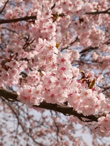 谷崎の桜