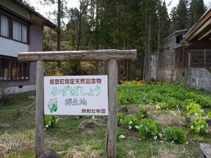 ミズバショウ野生群生地