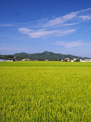 守山城